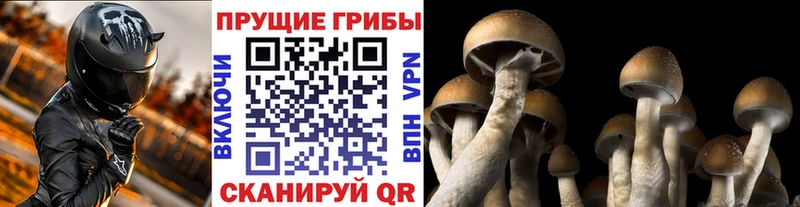 ОМГ ОМГ как зайти  Заречный  Галлюциногенные грибы GOLDEN TEACHER 